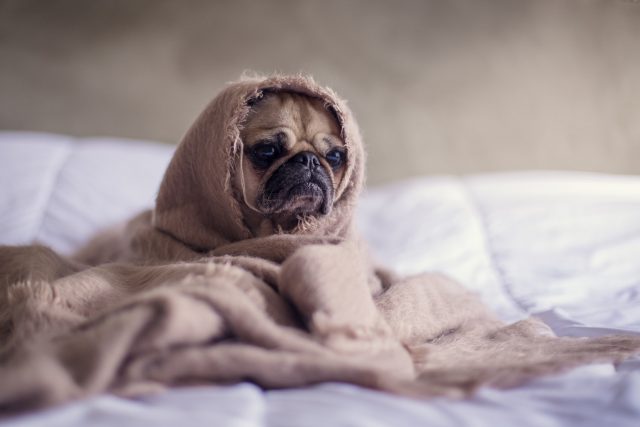 Cachorro deitado enrolado numa manta